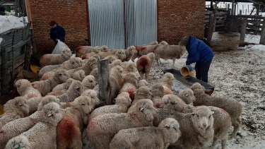 Los campesinos deben alimentar a los animales para evitar que se mueran. (foto: José Mellado)