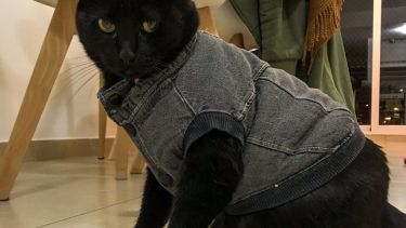 Tito se abrigó bien, para evitar pasar frío en estos días. ¡Podés sumar la foto de tu mascota a través de las redes sociales!-