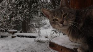 Pronóstico: ¿Vuelven este viernes las nevadas a la región?