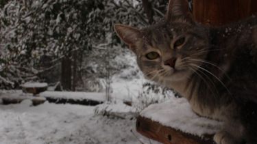 Lisa asomó a la puerta en Bariloche para ver cómo sigue la jornada.  ¡Podés sumar la foto de tu mascota a través de las redes sociales!.-