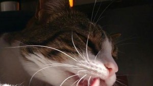 Pronóstico: asoma un martes soleado en la región