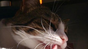 Nina aprovecha el sol en Roca. ¡Podés sumar la foto de tu mascota a través de las redes sociales!-