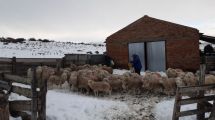 Imagen de Están dadas las condiciones para que Río Negro declaré la Emergencia Agropecuaria