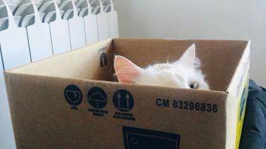 Kitty se asoma, a ver si vale la pena salir en Plottier.  ¡Podés sumar la foto de tu mascota a través de las redes sociales! -