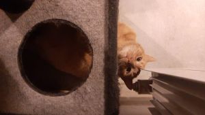 Pronóstico: siguen hoy las temperaturas bajo cero en la región