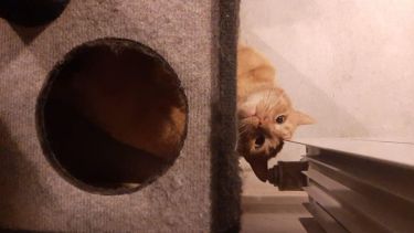 A pesar del frío en Plottier, Chili le pone buen humor a su rutina. ¡Podés sumar la foto de tu mascota a través de las redes sociales!.-