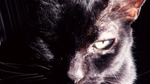 Pronóstico: se asoma este martes otra jornada helada en la región