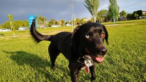 Pronóstico: la semana inicia helada en la región