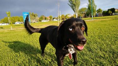 A pesar de las nubes, Luna disfruta el aire libre en Roca.  ¡Podés sumar la foto de tu mascota a través de las redes sociales!.- 