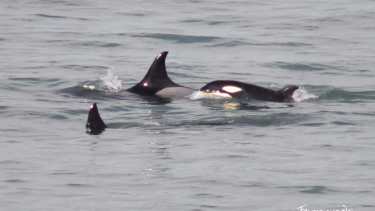 El material permitió reconocer al grupo de orcas y confirmar el nacimiento de una cría en 2021. Foto: gentileza Fernando Mariño.