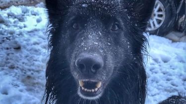 Negrito ama la nieve jacobacina. ¡Podés sumar la foto de tu mascota a través de las redes sociales! -