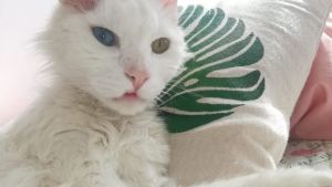 Pronóstico: así estará este jueves en la región