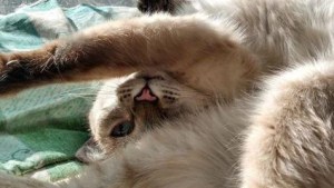 Pronóstico: llega un martes súper helado a la región