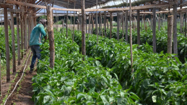 Los créditos beneficiaron a emprendimientos hortícolas de Senillosa, Centenario, Vista Alegre Sur y Añelo. Foto: archivo Yamil Regules