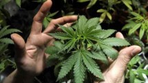 Imagen de Cultivo de cannabis medicinal: Bariloche sigue los pasos de San Antonio Oeste