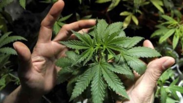 El presidente Alberto Fernández opinó sobre la legalización del cannabis para uso recreativo. 