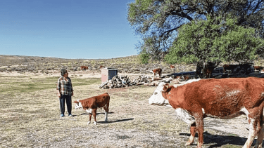 En el campo solo abundan los neneos y los animales sobreviven como pueden.  Hoy apenas disponen de 200 hectáreas. Foto: gentileza