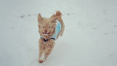 Cody conoció la nieve en Roca y no pudo ocultar su emoción. ¡Podés sumar la foto de tu mascota a través de las redes sociales!.