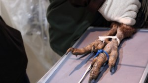 Curaron en SAO a un cóndor que pertenece al programa de conservación de la especie