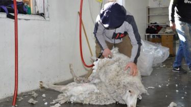 Las esquilas empiezan a fines de julio o principio de agosto en la zona este de la provincia. (Foto: José Mellado)
