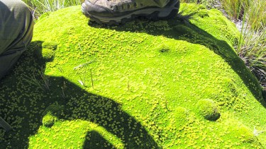 Azorella crece en la estepa y en las cumbres.