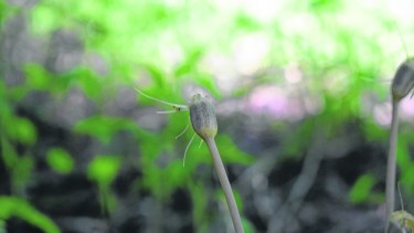Arachnites no tiene clorofila.Se alimenta de materia orgánica.