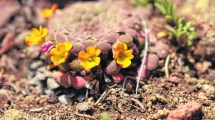Imagen de El Parque Lanín guarda un tesoro de flora único en el mundo