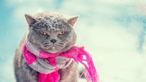 Pronóstico: ¿Sigue el temporal de lluvia y nieve en la región?