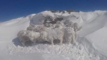 En algunos sectores, la nieve impide que los animales puedan alimentarse. (Foto: gentileza).