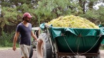 Imagen de Este enólogo se encerró un mes en su bodega para dejar «guardados» los vinos nuevos