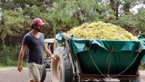 Este enólogo se encerró un mes en su bodega para dejar «guardados» los vinos nuevos