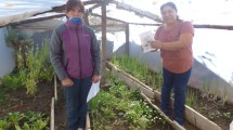 Imagen de 6 mil familias de Neuquén armaron su huerta durante la pandemia