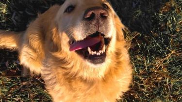 Roma disfruta el sol al aire libre, en Roca. ¡Podés sumar la foto de tu mascota a través de las redes sociales! -