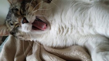 Como bien sabe Tere, su cuidadora, Chumi disfruta de estas mañanas durmiendo al sol.  ¡Podés sumar la foto de tu mascota a través de las redes sociales!-