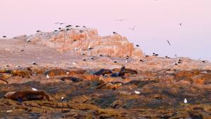Un paseo turístico por Islote Lobos: el parque nacional que está por nacer en Río Negro es maravilloso