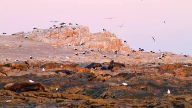 Los primeros rayos del sol bañan la costa rocosa del islote “Pastoza”. Aquí descansan lobos marinos de un pelo (Otaria flavescens) junto a un grupo de gaviotas cocineras (Larus dominicanus) y algunas palomas antárticas (Chionis alba). Pastoza es el islote de mayor superficie y sitio donde se desarrolla una colonia de cría de lobo marino. Foto: Hernán Povedano.