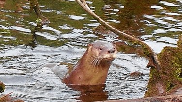 Huillín (Lontra provocax), es una nutria nattiva. Foto: Áreas Naturales Protegidas de Neuquén.