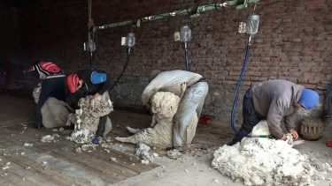 En los próximos días, las esquilas comienzan a desarrollarse en el este de la provincia. (Foto: Gentileza)