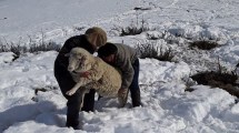 Imagen de Weretilneck pidió “una ayuda extraordinaria” para productores ganaderos afectados por las nevadas