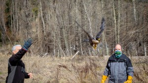Exitoso rescate y liberación de un halcón peregrino en San Martín