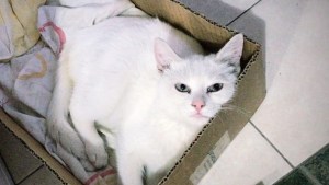 Pronóstico: Cómo estará este jueves en la región