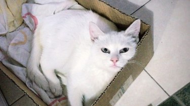 Athna ya sabe que bajan las máximas y eligió quedarse abrigada en su cajita.  ¡Podés sumar la foto de tu mascota a través de las redes sociales!-