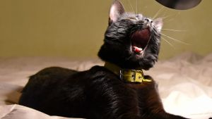 Pronóstico: ¿Cómo llega este lunes feriado a la región?