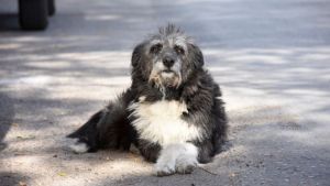 Pronóstico: ¿Cómo estará este viernes en la región?
