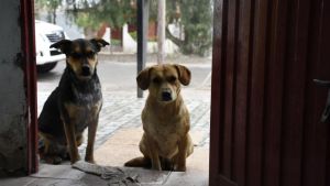 Pronóstico: jueves muy frío y con nubes en toda la región