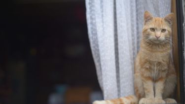 Foto: Flor Salto. ¡Podés sumar la foto de tu mascota a través de las redes sociales!-