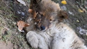 Pronóstico: así llega este miércoles en la región