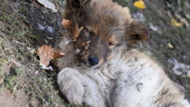Jugar con las hojitas puede ser opción hoy. Foto: Flor Salto. ¡Podés sumar la foto de tu mascota a través de las redes sociales!-
