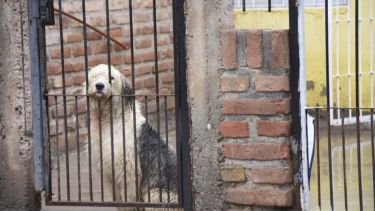 Miramos cómo llega la primavera. Foto: Flor Salto. ¡No te olvides! Podés sumar la foto de tu mascota a través de las redes sociales.-