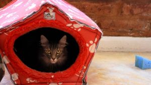 Pronóstico: asoma un martes ventoso y frío en la región